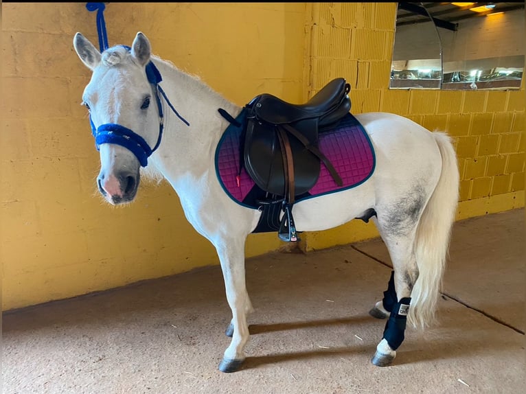 Poneys Shetland Étalon 19 Ans 110 cm Pinto in Leon