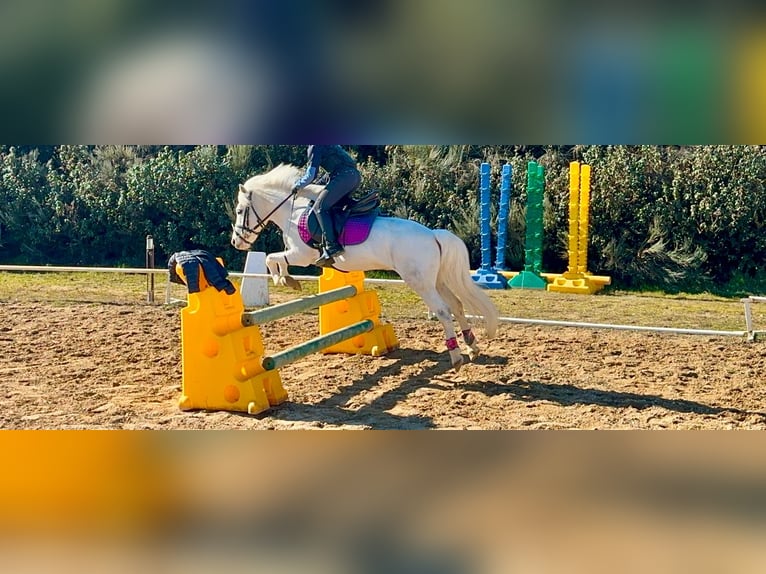 Poneys Shetland Étalon 19 Ans 110 cm Pinto in Leon