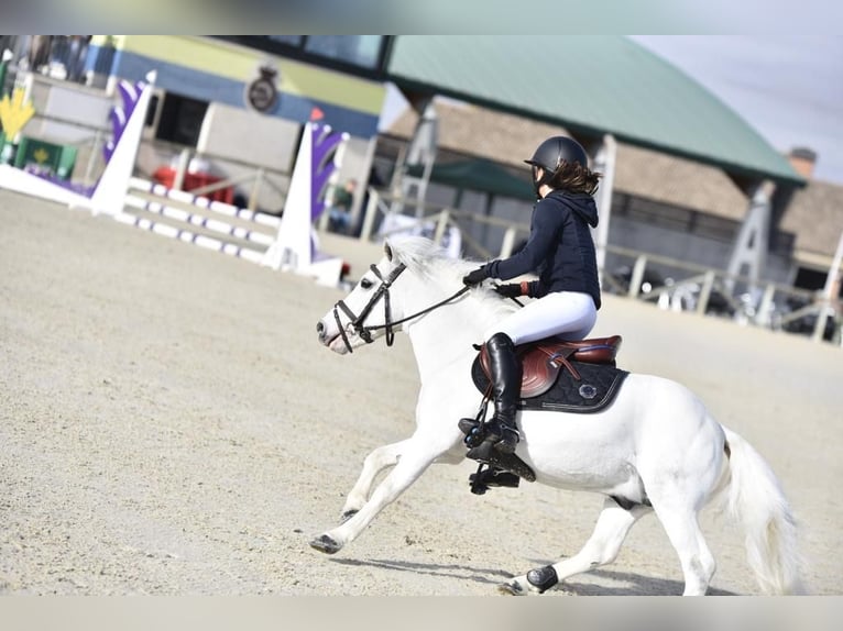 Poneys Shetland Étalon 19 Ans 110 cm Pinto in León