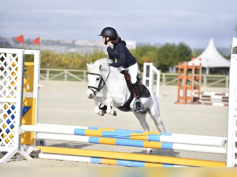 Poneys Shetland Étalon 19 Ans 110 cm Pinto in León