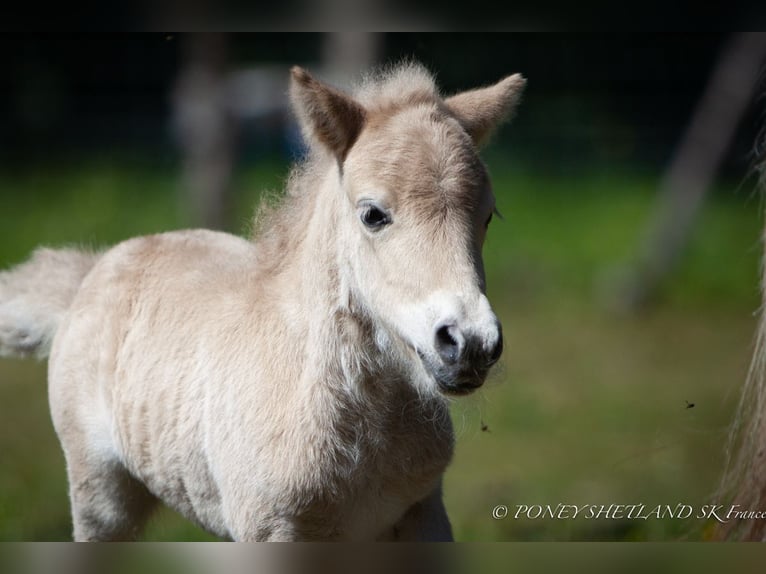 Poneys Shetland Étalon 1 Année 100 cm Alezan in La Vespière-Friardel