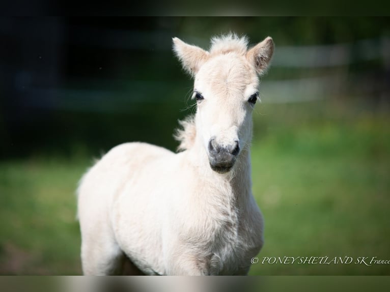 Poneys Shetland Étalon 1 Année 100 cm Alezan in La Vespière-Friardel