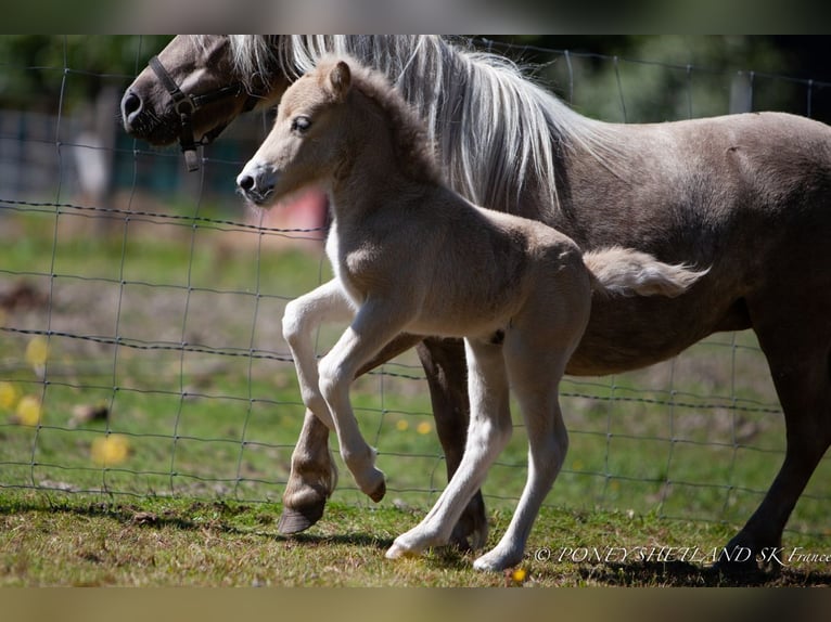 Poneys Shetland Étalon 1 Année 100 cm Alezan in La Vespière-Friardel