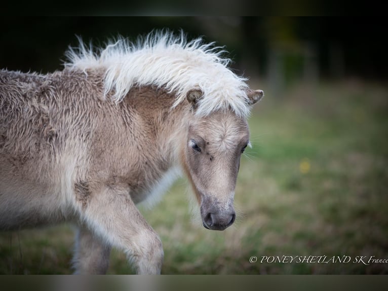 Poneys Shetland Étalon 1 Année 100 cm Alezan in La Vespière-Friardel