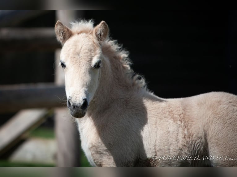 Poneys Shetland Étalon 1 Année 100 cm Alezan in La Vespière-Friardel