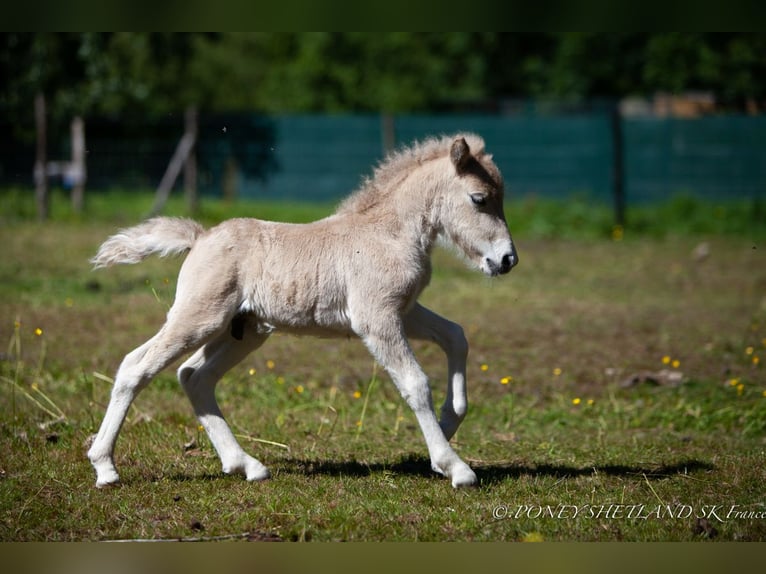 Poneys Shetland Étalon 1 Année 100 cm Alezan in La Vespière-Friardel