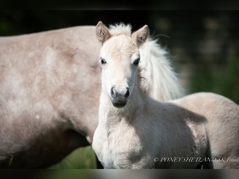 Poneys Shetland Étalon 1 Année 100 cm Alezan in La Vespière-Friardel