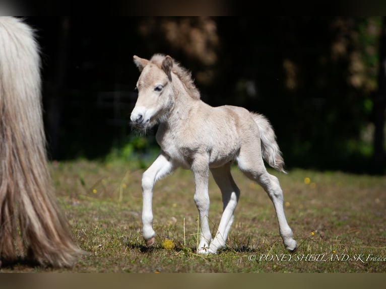 Poneys Shetland Étalon 1 Année 100 cm Alezan in La Vespière-Friardel