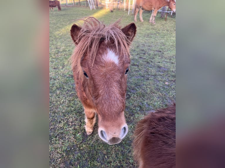 Poneys Shetland Étalon 1 Année 100 cm Alezan in Lanitz-Hassel-Tal