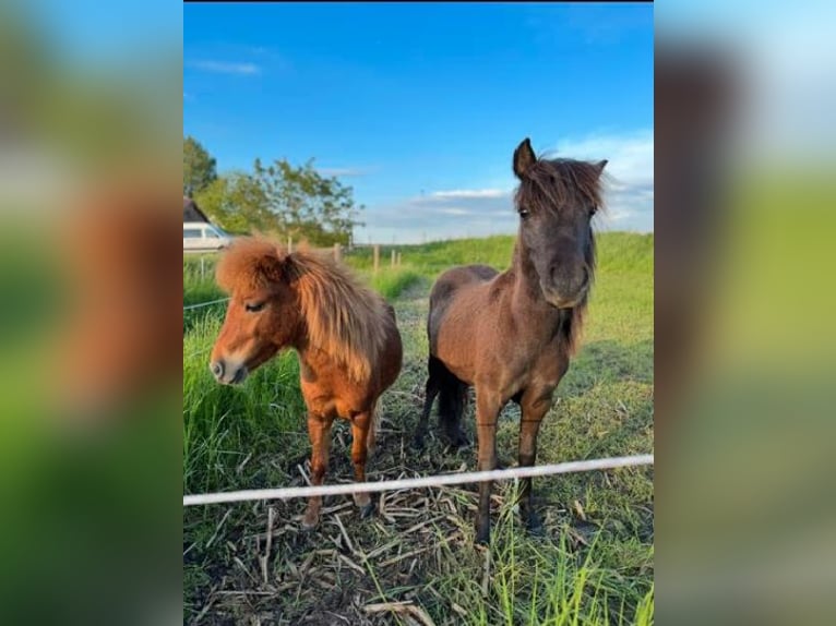 Poneys Shetland Étalon 1 Année 100 cm Bai brun foncé in Hoogvliet Rotterdam