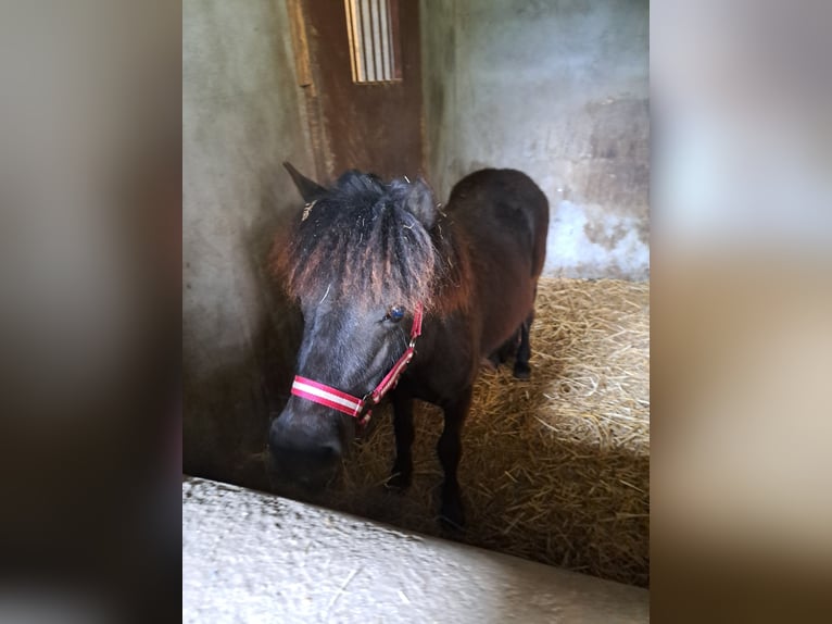 Poneys Shetland Étalon 1 Année 100 cm  in Leusden