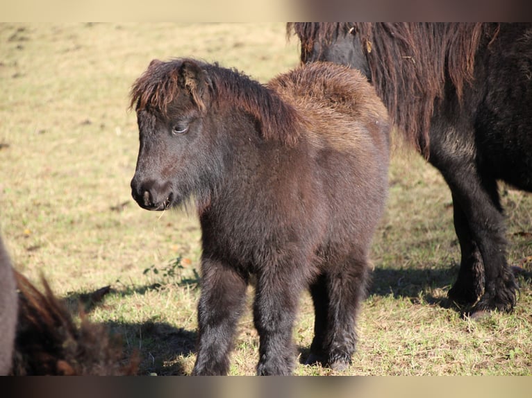 Poneys Shetland Étalon 1 Année 100 cm Noir in Floh-Seligenthal