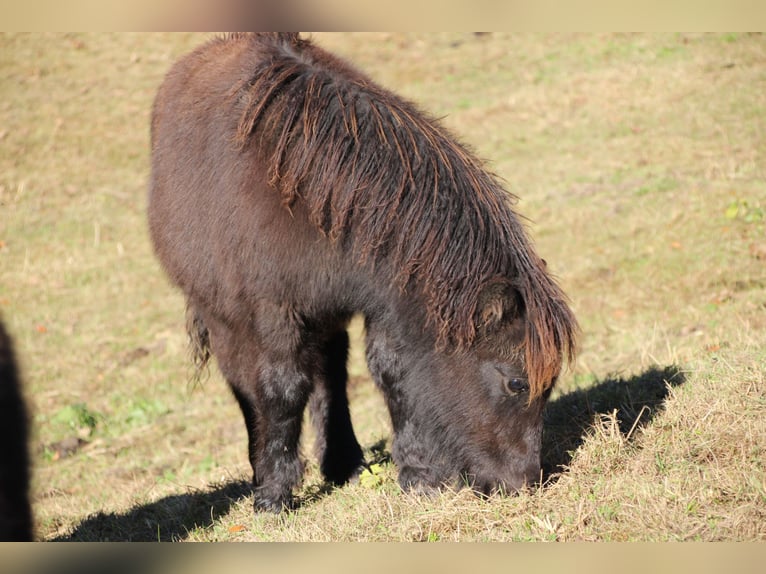 Poneys Shetland Étalon 1 Année 100 cm Noir in Floh-Seligenthal