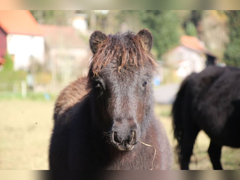 Poneys Shetland Étalon 1 Année 100 cm Noir in Floh-Seligenthal