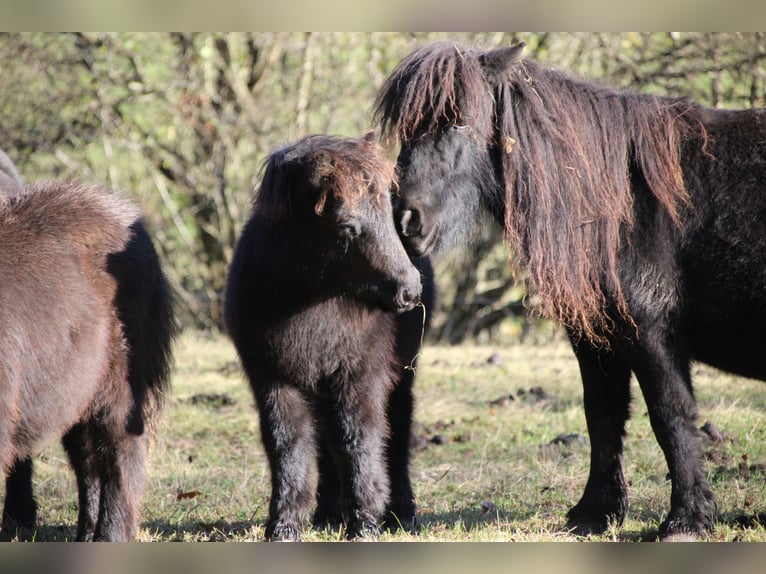 Poneys Shetland Étalon 1 Année 100 cm Noir in Floh-Seligenthal