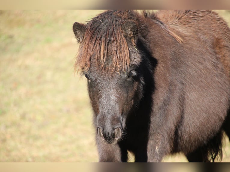 Poneys Shetland Étalon 1 Année 100 cm Noir in Floh-Seligenthal