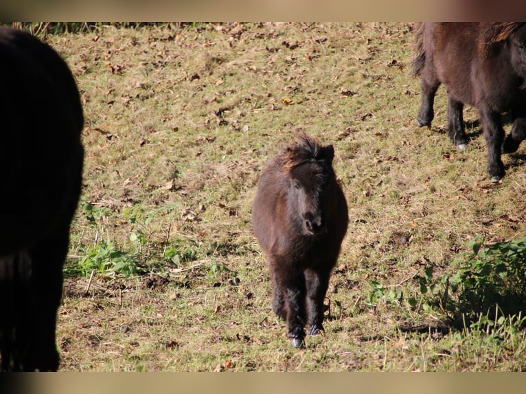 Poneys Shetland Étalon 1 Année 100 cm Noir in Floh-Seligenthal