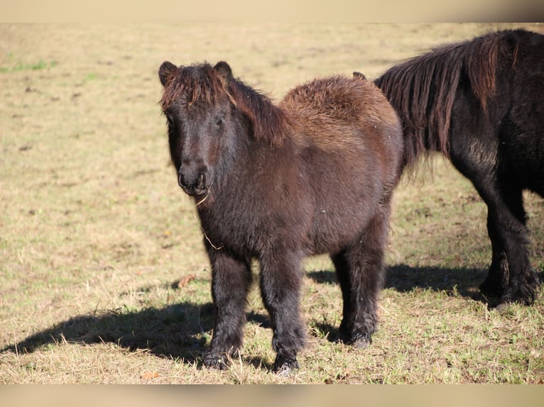 Poneys Shetland Étalon 1 Année 100 cm Noir in Floh-Seligenthal