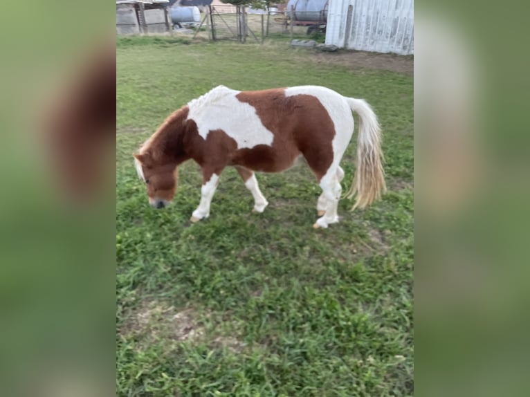 Poneys Shetland Étalon 1 Année 100 cm Pinto in Tongeren