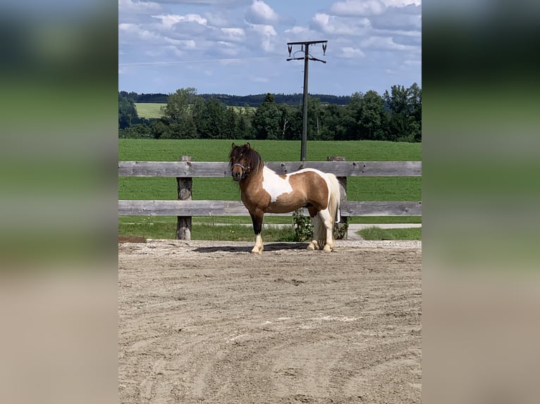 Poneys Shetland Étalon 1 Année 100 cm Pinto in Stephanskirchen