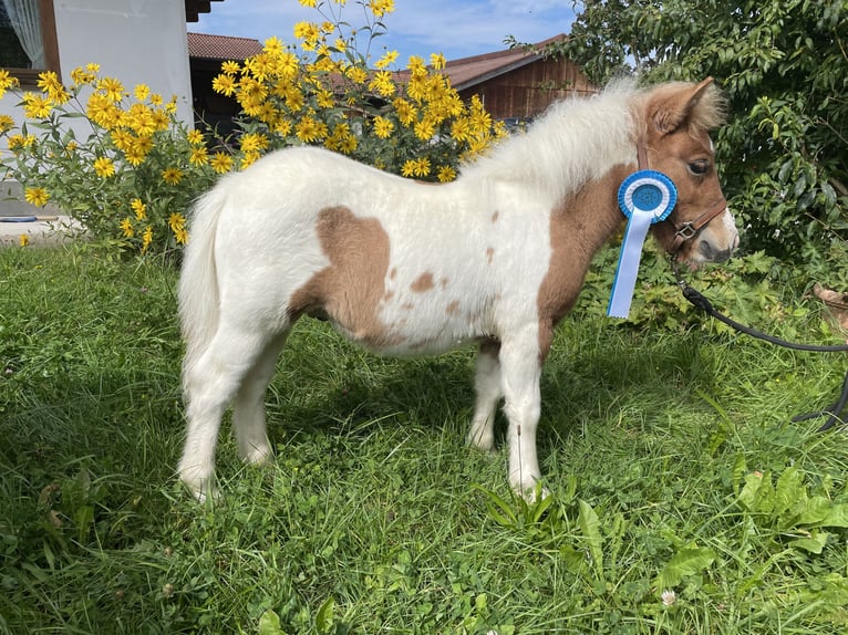 Poneys Shetland Étalon 1 Année 100 cm Pinto in Stephanskirchen