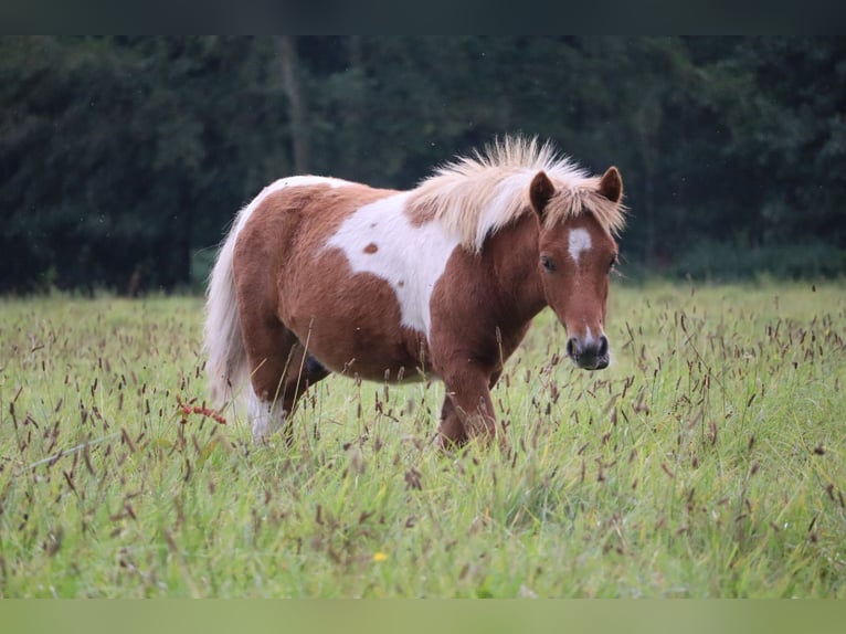 Poneys Shetland Étalon 1 Année 100 cm Pinto in Peckfitz