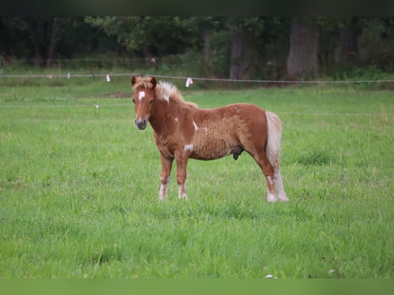 Poneys Shetland Étalon 1 Année 100 cm Pinto in Peckfitz