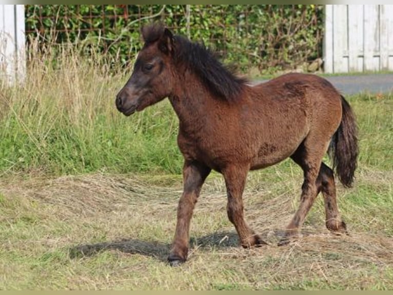 Poneys Shetland Étalon 1 Année 102 cm Noir in Hille