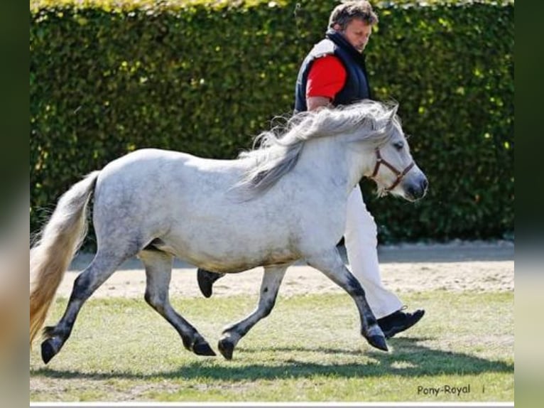 Poneys Shetland Étalon 1 Année 102 cm Noir in Hille