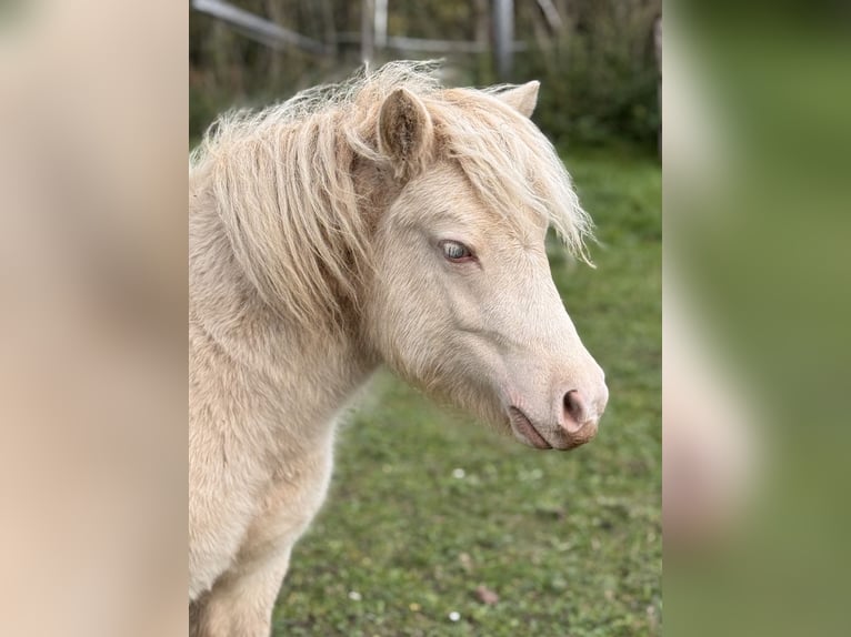 Poneys Shetland Étalon 1 Année 102 cm Perlino in Gro&#xDF; Molzahn