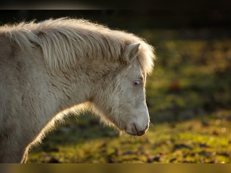 Poneys Shetland Étalon 1 Année 102 cm Perlino in Groß Molzahn