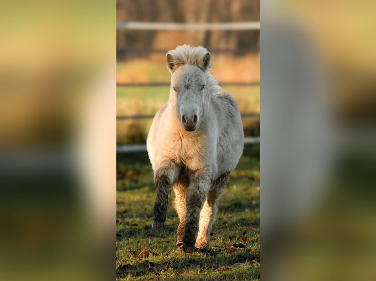 Poneys Shetland Étalon 1 Année 102 cm Perlino in Groß Molzahn