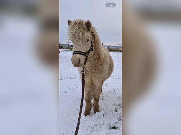 Poneys Shetland Étalon 1 Année 102 cm Perlino in Groß Molzahn