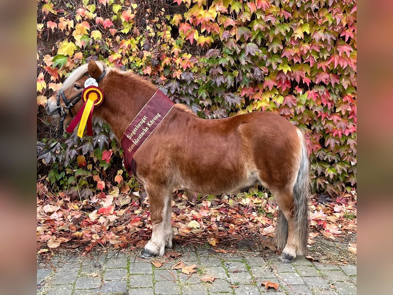 Poneys Shetland Étalon 1 Année 104 cm Champagne in Arnemuiden