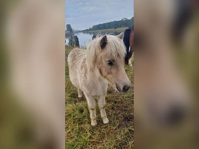 Poneys Shetland Étalon 1 Année 104 cm Champagne in Arnemuiden