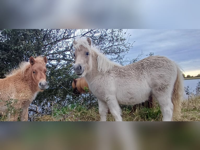 Poneys Shetland Étalon 1 Année 104 cm Champagne in Arnemuiden