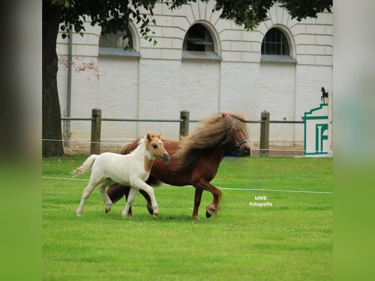 Poneys Shetland Étalon 1 Année 105 cm in Carlow