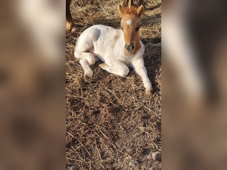 Poneys Shetland Étalon 1 Année 105 cm in Carlow