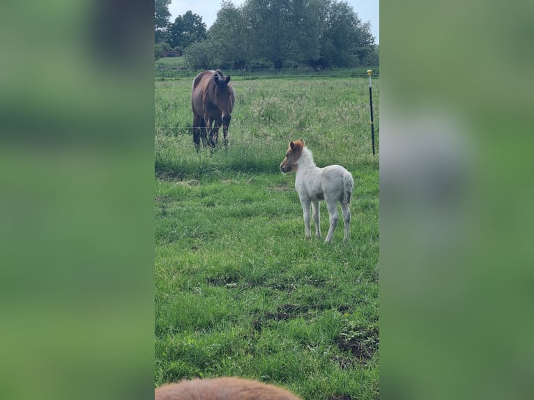 Poneys Shetland Étalon 1 Année 105 cm in Carlow