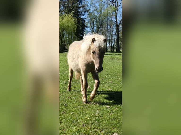 Poneys Shetland Étalon 1 Année 105 cm  in Bad Belzig