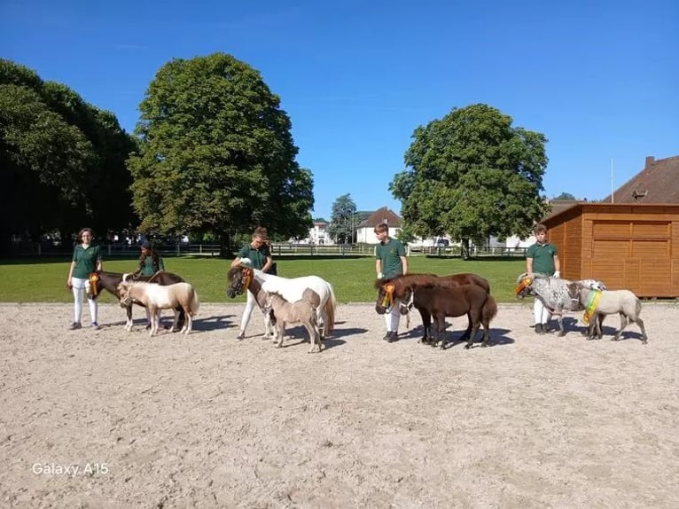 Poneys Shetland Étalon 1 Année 105 cm Isabelle in Sitters