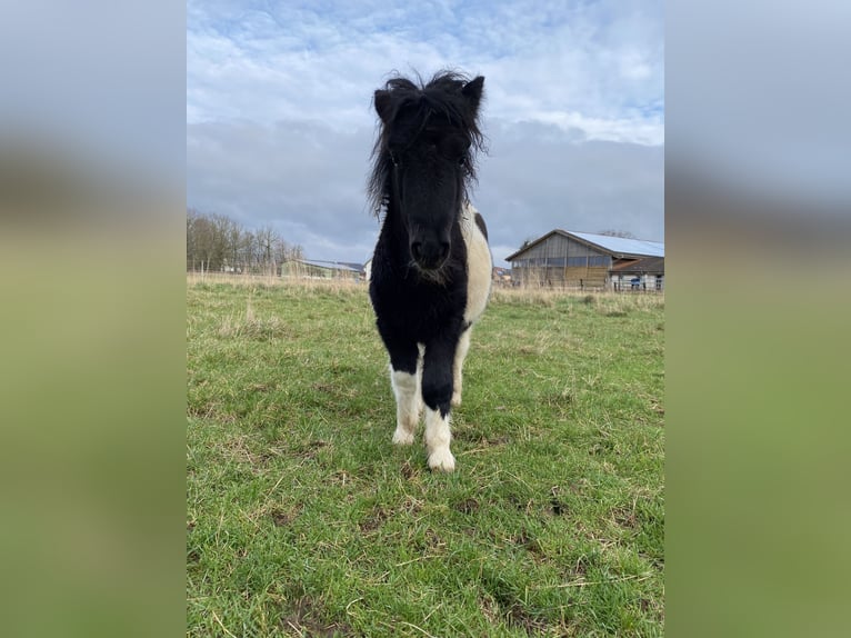 Poneys Shetland Étalon 1 Année 105 cm Pinto in Poxdorf