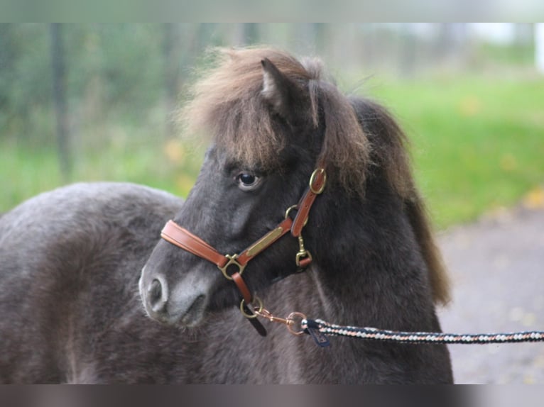 Poneys Shetland Étalon 1 Année 108 cm Léopard in Hohen Viecheln