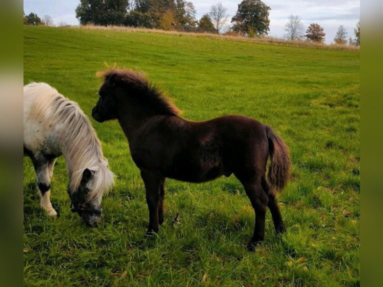 Poneys Shetland Étalon 1 Année 108 cm Noir in Gadebusch