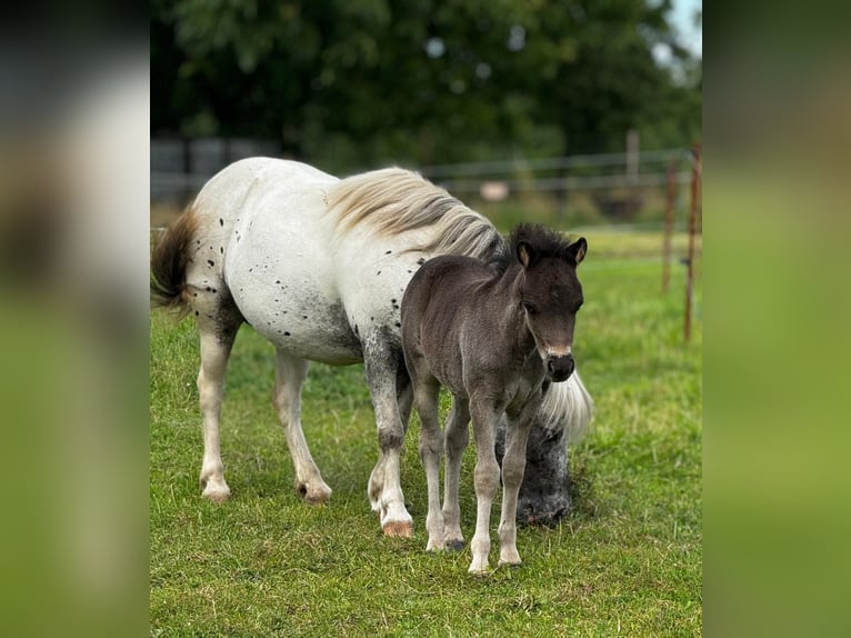 Poneys Shetland Étalon 1 Année 108 cm Noir in Gadebusch