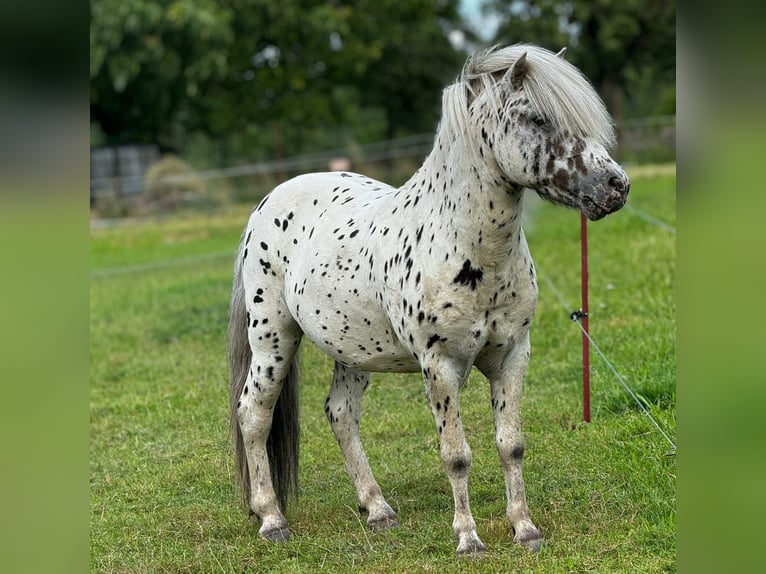 Poneys Shetland Étalon 1 Année 108 cm Noir in Gadebusch