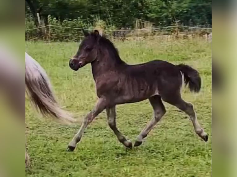 Poneys Shetland Étalon 1 Année 108 cm Noir in Gadebusch