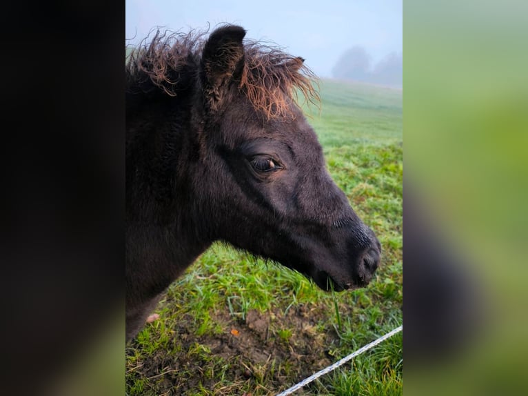 Poneys Shetland Étalon 1 Année 108 cm Noir in Gadebusch