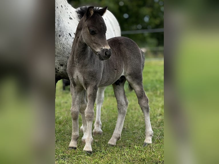 Poneys Shetland Étalon 1 Année 108 cm Noir in Gadebusch