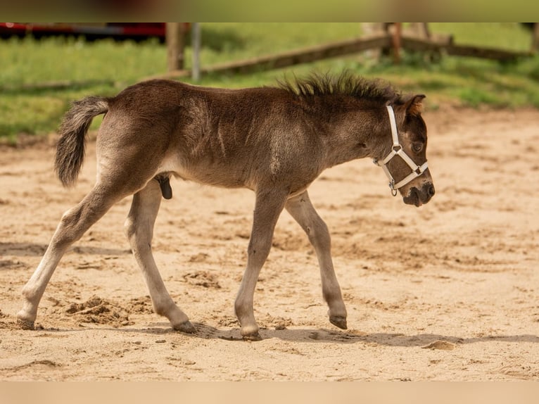 Poneys Shetland Étalon 1 Année 108 cm Noir in Gadebusch